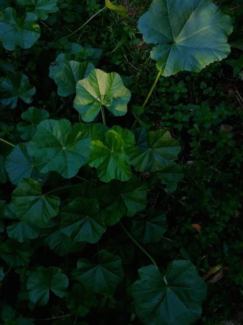 1658972810821022411.png image.png