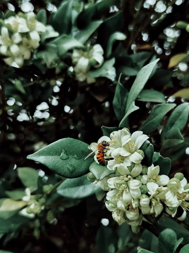 1658972833125032732.png image.png